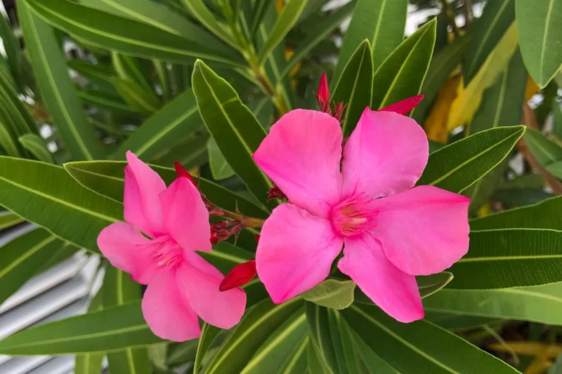 3 Live Oleander Plants, Pink Oleander Plants from 4 to 6 Inches Long, Live Oleander Plants, Oleander Well Rooted, Oleander Live Plants, Easy to Plant