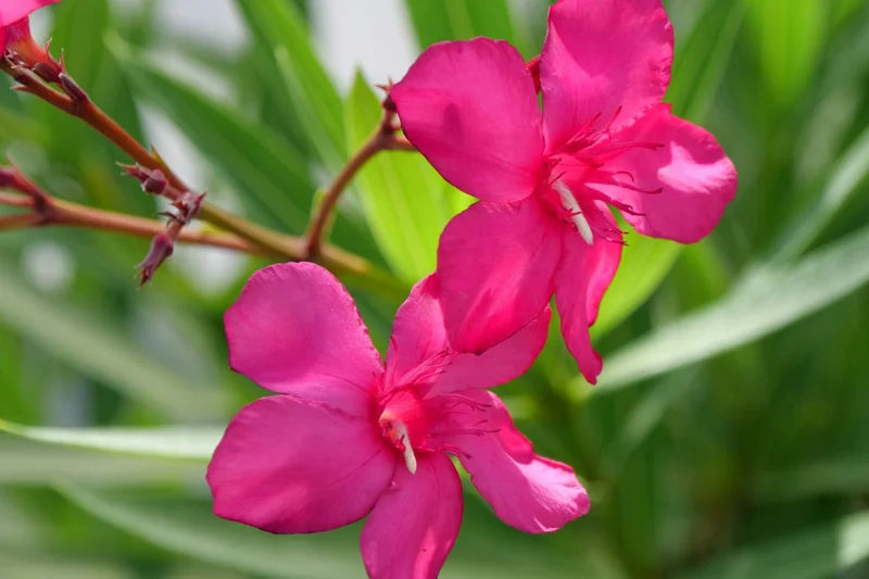 3 Live Oleander Plants, Pink Oleander Plants from 4 to 6 Inches Long, Live Oleander Plants, Oleander Well Rooted, Oleander Live Plants, Easy to Plant