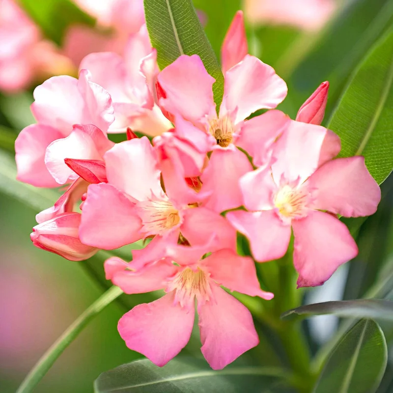 3 Oleander Live Plants, 4 to 6 Inches Tall, Pink Oleander Plants Live, Oleander Well Rooted, Live Oleander Plants for Planting