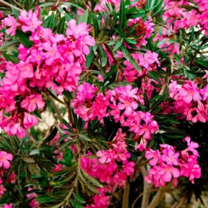 3 Oleander Live Plants, 4 to 6 Inches Tall, Pink Oleander Plants Live, Oleander Well Rooted, Live Oleander Plants for Planting