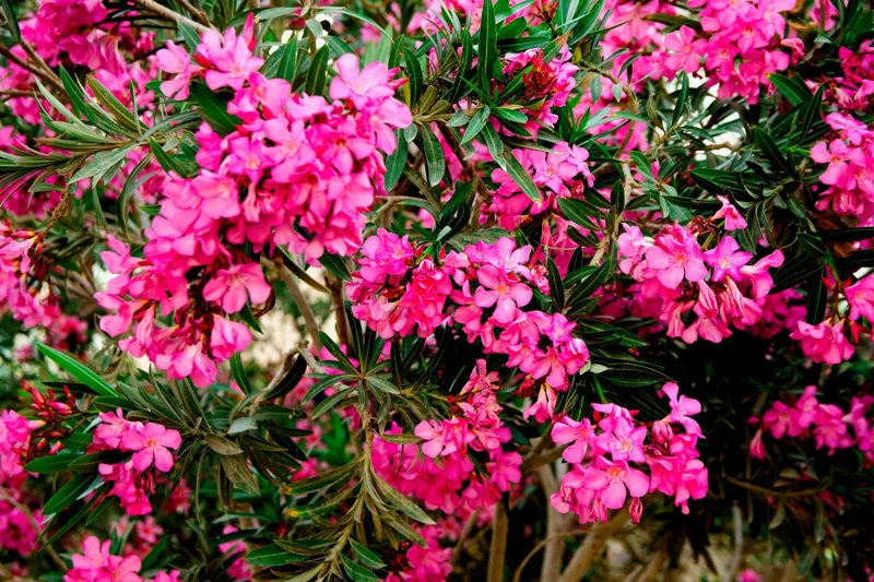 3 Oleander Live Plants, 4 to 6 Inches Tall, Pink Oleander Plants Live, Oleander Well Rooted, Live Oleander Plants for Planting
