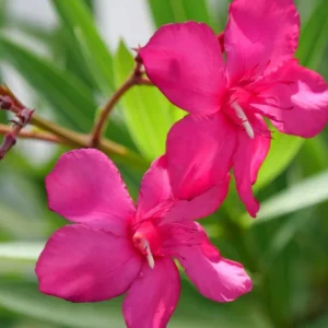 3 Oleander Live Plants, 4 to 6 Inches Tall, Pink Oleander Plants Live, Oleander Well Rooted, Live Oleander Plants for Planting