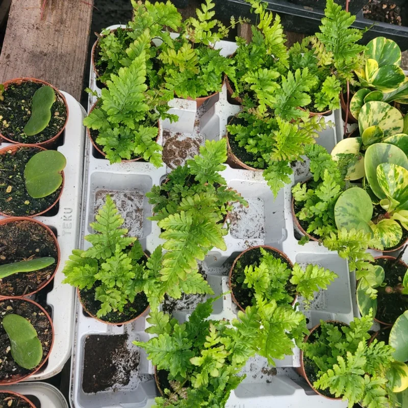 3 Autumn Fern Plants Live, 2 Inches Pot, Live Fern Plants, Fern Plant Pot, Fern Live Plants, Fern Tree Plant for Garden