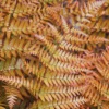 3 Autumn Fern Plants Live, 2 Inches Pot, Live Fern Plants, Fern Plant Pot, Fern Live Plants, Fern Tree Plant for Garden