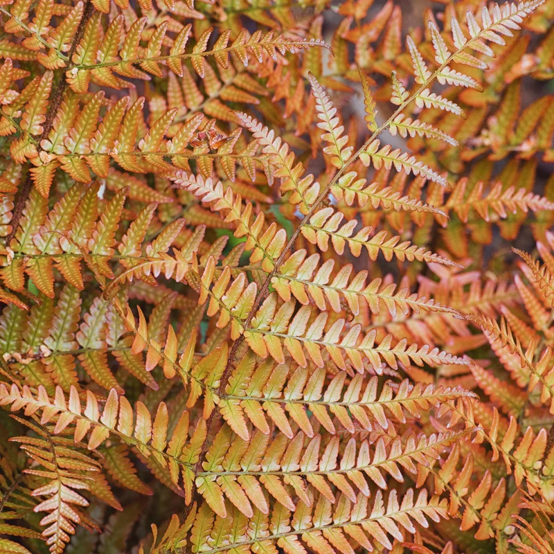 3 Autumn Fern Plants Live, 2 Inches Pot, Live Fern Plants, Fern Plant Pot, Fern Live Plants, Fern Tree Plant for Garden