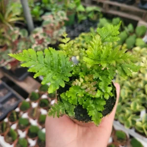 3 Autumn Fern Plants Live, 2 Inches Pot, Live Fern Plants, Fern Plant Pot, Fern Live Plants, Fern Tree Plant for Garden