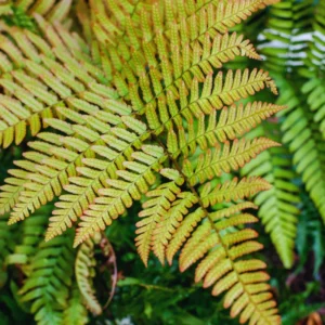 3 Fern Plants Live, Live Autumn Fern Plants, 2 Inches Pot, Fern Plant Pot, 4 to 6 Inches Tall, Fern Starter Plant, Fern Live Plant