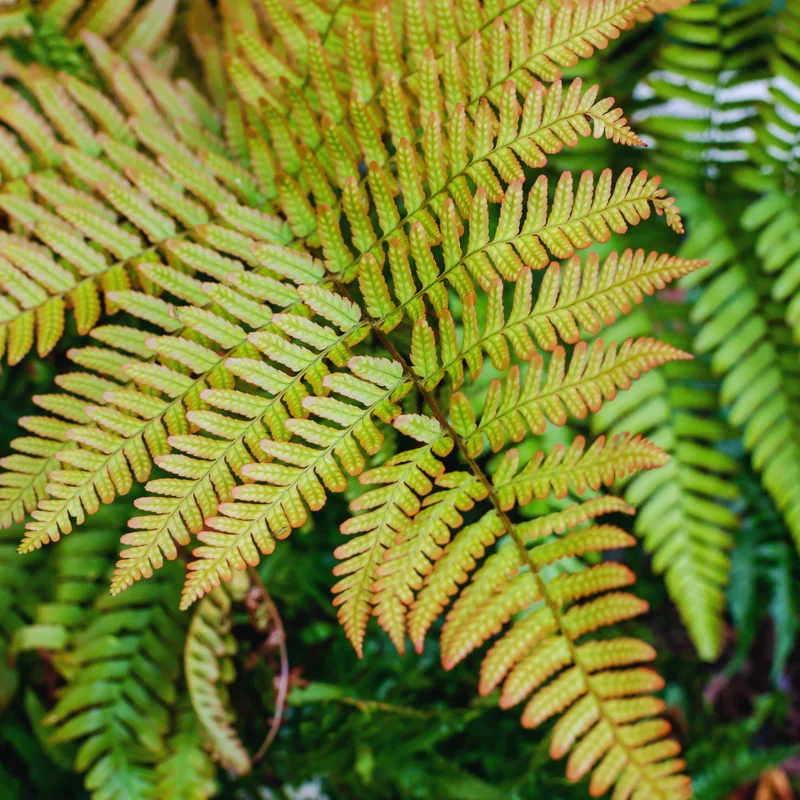 3 Fern Plants Live, Live Autumn Fern Plants, 2 Inches Pot, Fern Plant Pot, 4 to 6 Inches Tall, Fern Starter Plant, Fern Live Plant