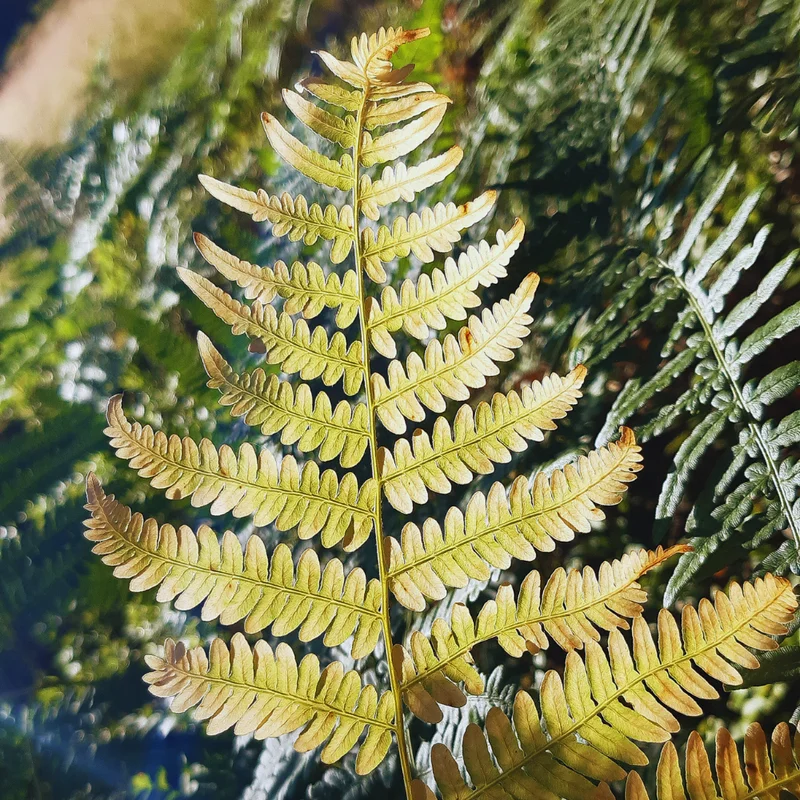 3 Autumn Fern Plants Live, 2 Inches Pot, Live Fern Plants, Fern Plant Pot, Fern Live Plants, Fern Tree Plant for Garden