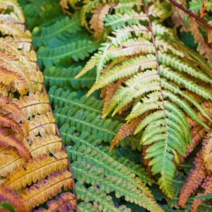 3 Live Autumn Fern Plants, 3 to 6 Inches Tall, Fern Live Plants, 2 Inches Pot, Fern Plants Live, Fern Plant Pot for Growing Outdoor Indoor