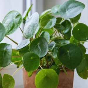 6 Money Plants Live, Pilea Peperomioides Live Plants in 2 Inches Pot, Live Pilea Peperomioides Plants, Live Money Plants for Gardening Indoor Outdoor