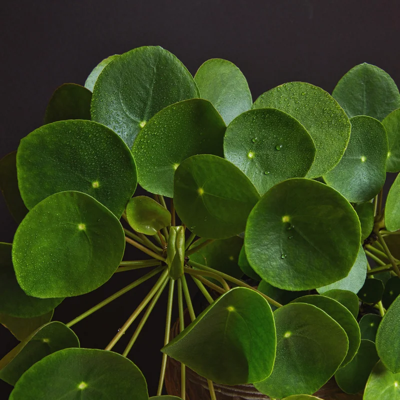 3 Money Plants Live, Pilea Peperomioides Live Plants in 2 Inches Pot, Live Pilea Peperomioides Plants, Live Money Plants for Gardening Indoor Outdoor