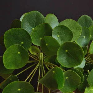 6 Pilea Peperomioides Plants Live, Live Pilea Peperomioides Plants, Money Plants Live, Money Plants Pot, Pilea Peperomioides Live Plant