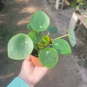 3 Live Pilea Peperomioides Plants, Live Money Plants, Money Plants Pot, Pilea Peperomioides Plants in 2 Inches Pot, Pilea Peperomioides Live Plants
