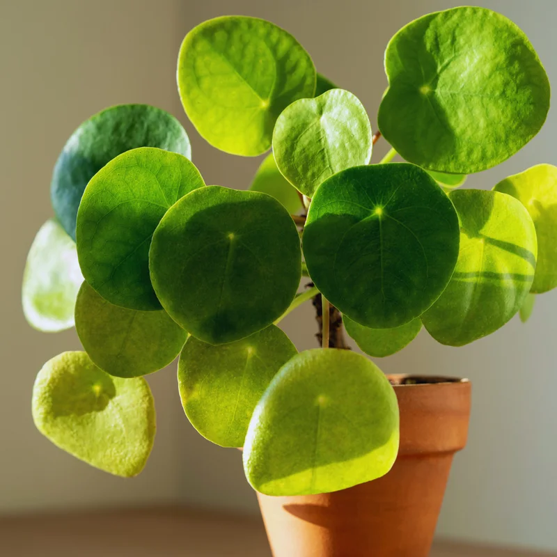 6 Pilea Peperomioides Plants Live, Live Pilea Peperomioides Plants, Money Plants Live, Money Plants Pot, Pilea Peperomioides Live Plant