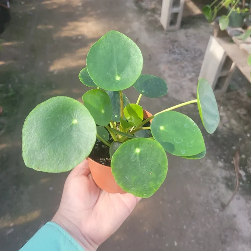 6 Pilea Peperomioides Plants Live, Live Pilea Peperomioides Plants, Money Plants Live, Money Plants Pot, Pilea Peperomioides Live Plant