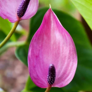 Pink Anthurium Plant Pot, Live Anthurium Plant, 4 Inches Pot, Anthurium Plant Live, 5 to 7 Inches Tall, Anthurium Live Plant for Garden