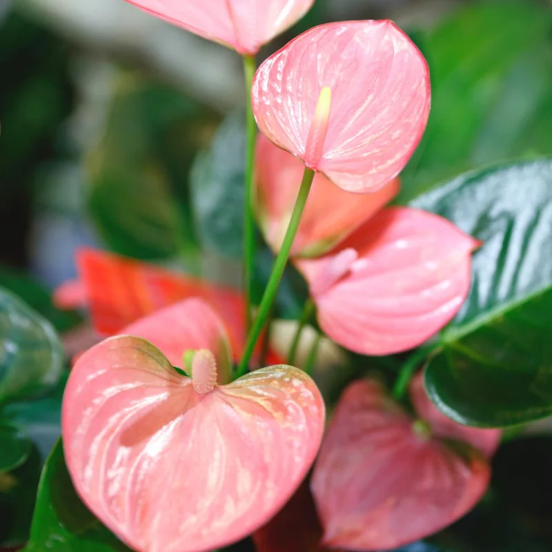 Anthurium Plant Live, 5 to 7 Inches Long, Pink Anthurium Flower Plant, 4 Inches Pot, Anthurium Plant Pot, Live Anthurium Plant, Easy to Plant
