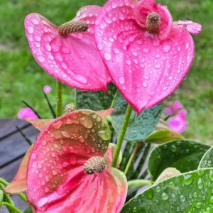 Anthurium Plant Live, 5 to 7 Inches Long, Pink Anthurium Flower Plant, 4 Inches Pot, Anthurium Plant Pot, Live Anthurium Plant, Easy to Plant