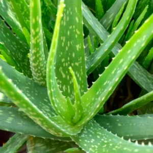 4 Live Aloe Vera Plants, Aloe Vera Plants Live, 2 Inches Pot, Sucullent Plants Live, Aloe Vera Plant Pot, Aloe Vera Starter Plants for Gardening