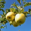 Apple Tree Live Plant, Yellow Apple Plant Live, 18 to 30 Inches Tall, Live Apple Plant, Apple Live Plant, Apple Tree Plant