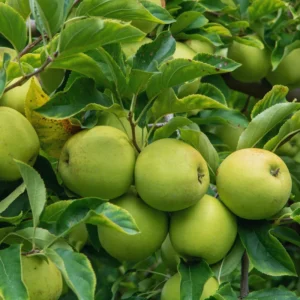Apple Tree Live Plant, Yellow Apple Plant Live, 18 to 30 Inches Tall, Live Apple Plant, Apple Live Plant, Apple Tree Plant