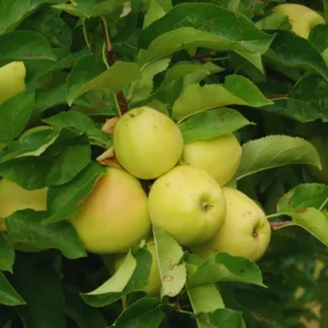 Yellow Apple Plant Live, 18 to 30 Inches Tall, Apple Tree Live Plant, Apple Live Plant, Apple Tree Plant, Live Apple Plant for Growing