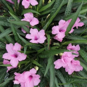 5 Mexican Petunias Live Plants, 5 to 7 Inch Tall, Mexican Petunia Plants For Planting Outdoors, Perennial, Pink