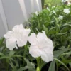 5 Mexican Petunias Live Plants, Mexican Petunia Plants For Planting Outdoors, 5 to 7 Inch Tall, White