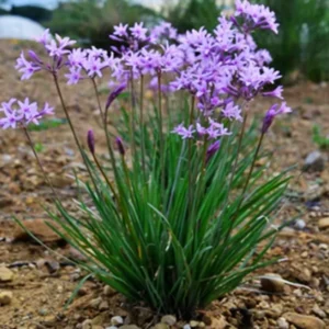 6 Society Garlic Plants Live for Planting Outdoors, Vegetable Plants Live Not Garlic Bulbs