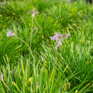 6 Society Garlic Plants Live for Planting Outdoors, Vegetable Plants Live Not Garlic Bulbs