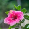 Hibiscus Tree Live Plant - 3 to 5 Inches Tall - Perennial, Colorful Blooms, Ornamental Flower Plants, Hibiscus Flower No Pot, Pink