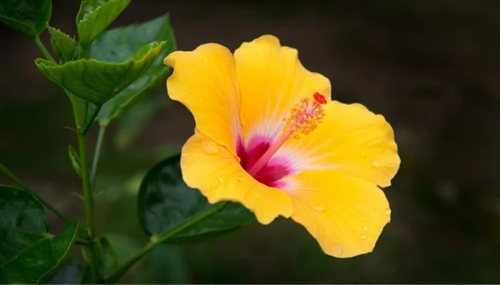 Hibiscus Tree Live Plant - 3 to 5 Inches Tall - Perennial, Colorful Blooms, Ornamental Flower Plants, Hibiscus Flower No Pot, Yellow