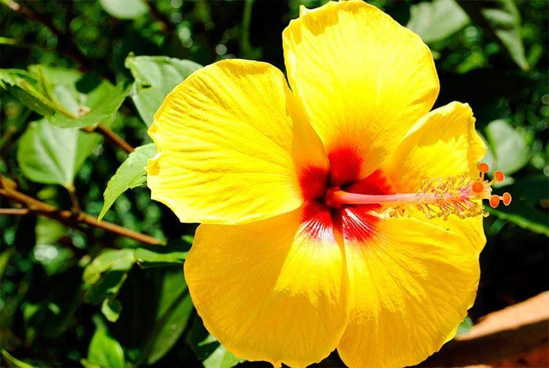 Hibiscus Tree Live Plant - 3 to 5 Inches Tall - Perennial, Colorful Blooms, Ornamental Flower Plants, Hibiscus Flower No Pot, Yellow