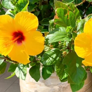 Hibiscus Tree Live Plant - 3 to 5 Inches Tall - Perennial, Colorful Blooms, Ornamental Flower Plants, Hibiscus Flower No Pot, Yellow