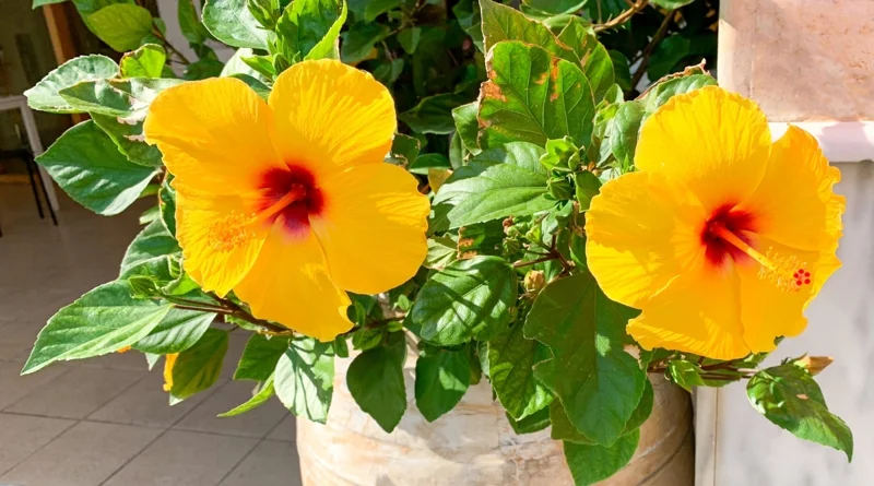 Hibiscus Tree Live Plant - 3 to 5 Inches Tall - Perennial, Colorful Blooms, Ornamental Flower Plants, Hibiscus Flower No Pot, Yellow