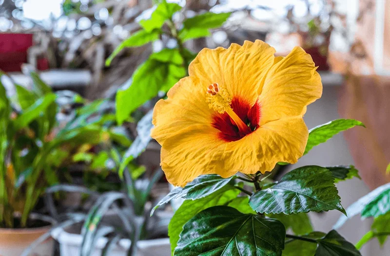 Hibiscus Tree Live Plant - 3 to 5 Inches Tall - Perennial, Colorful Blooms, Ornamental Flower Plants, Hibiscus Flower No Pot, Yellow