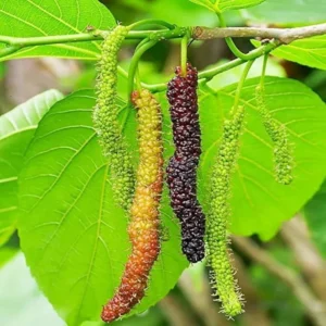 Pakistan Mulberry Tree - 10-14 Inch Mulberry Bush in 6-Inch Pot for Outdoor Planting