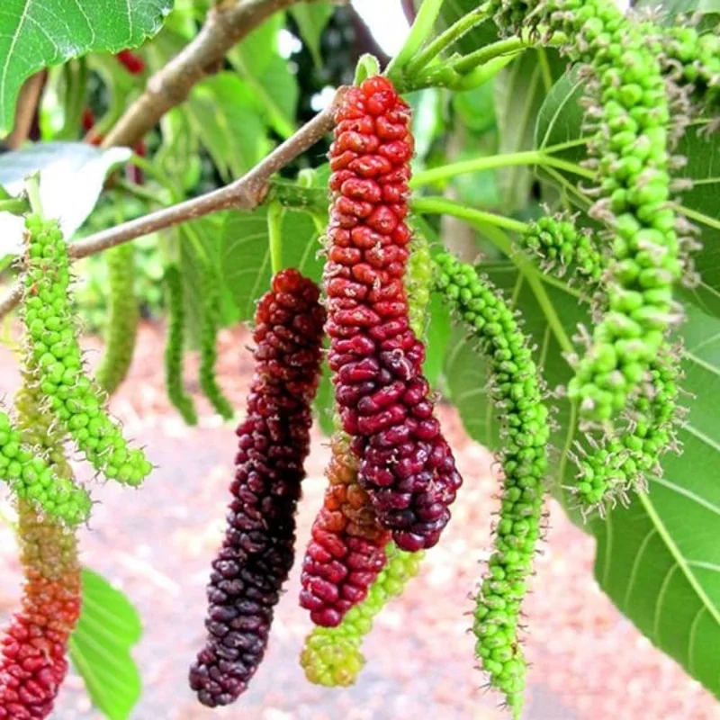 Pakistan Mulberry Tree Live Plant - 10-14 Inch Tall in 6-Inch Pot - Mulberry Bush Plant