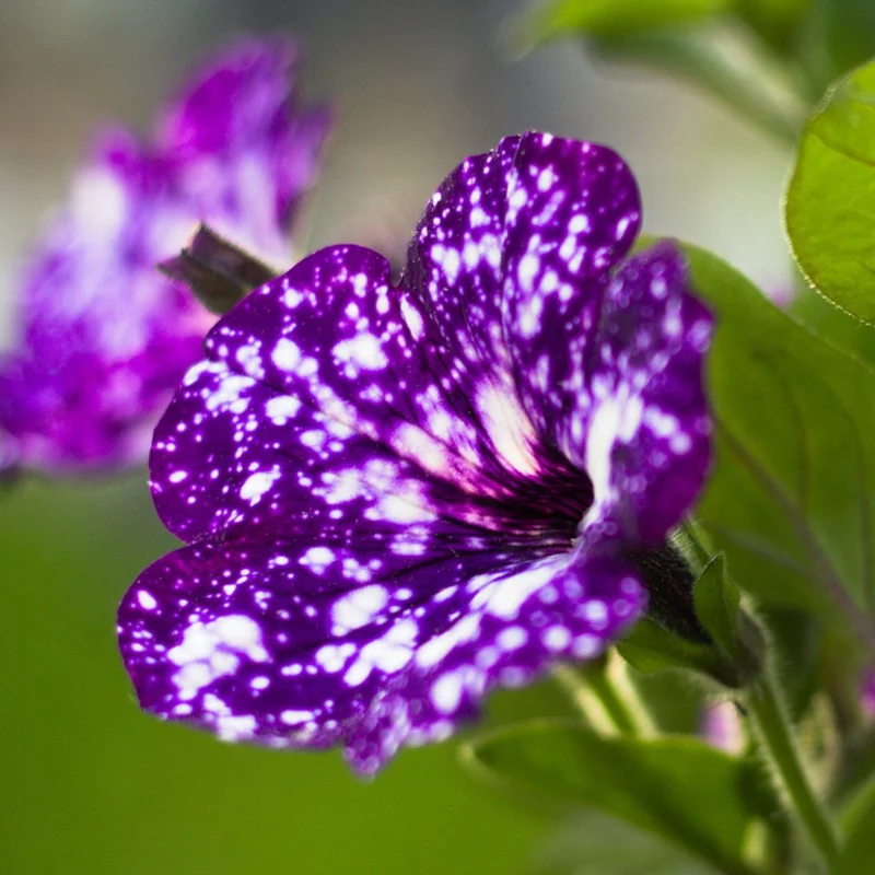 Set of 4 Petunia Flowers - 4-8 Inch Tall, Live Petunia Plants for Stunning Outdoor Gardens