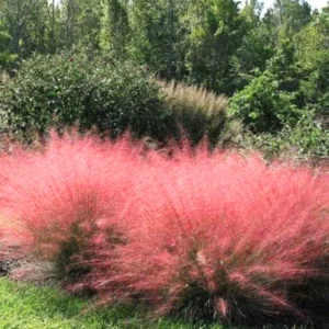 4 Pack Muhly Grass Live Plants - 4-8 Inch Tall Clumps for Beautiful Outdoor Garden Planting