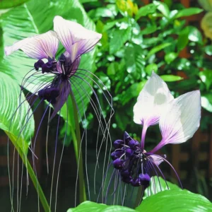 Bat Orchid Live Plant - Tacca Chantrieri Tacca Plants in 6 Inch Pot - Rare Flowering Bat Flowers