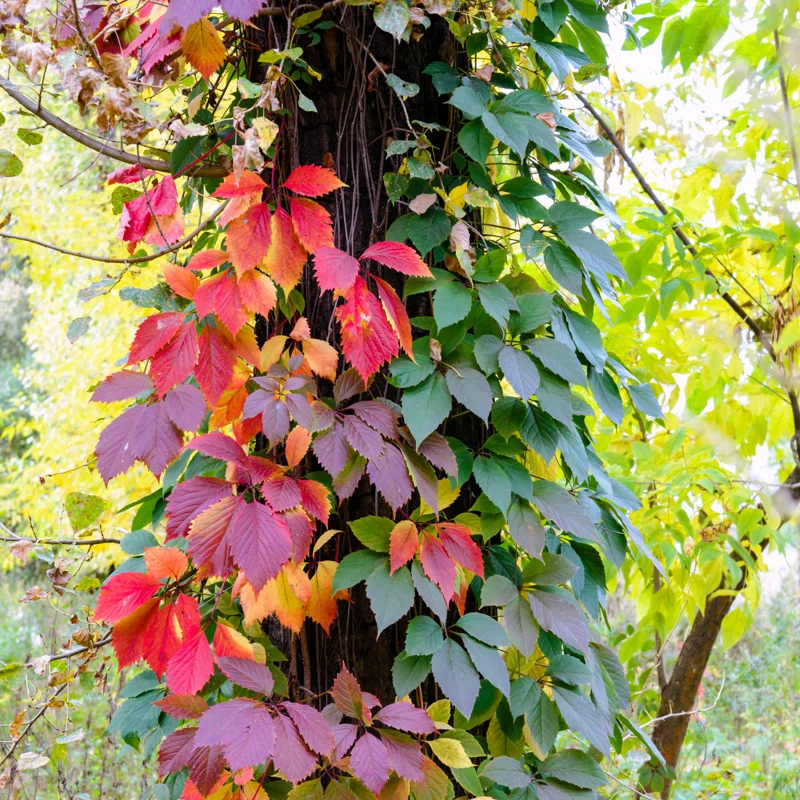 3 Virginia Creeper Ivy Plants - Live Perennial Vine Ground Cover for Outdoor Landscaping - 3 Bareroots