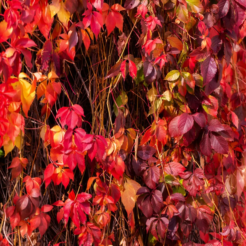 3 Virginia Creeper Ivy Plants - Live Perennial Vine Ground Cover for Outdoor Landscaping - 3 Bareroots