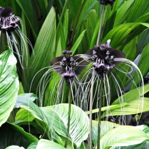 2 Black Bat Flower Plants Black Tacca Plants, Tacca Black Bat Plants In 2 Inch Pot, Black Orchid Plants Flowering Tacca Plants