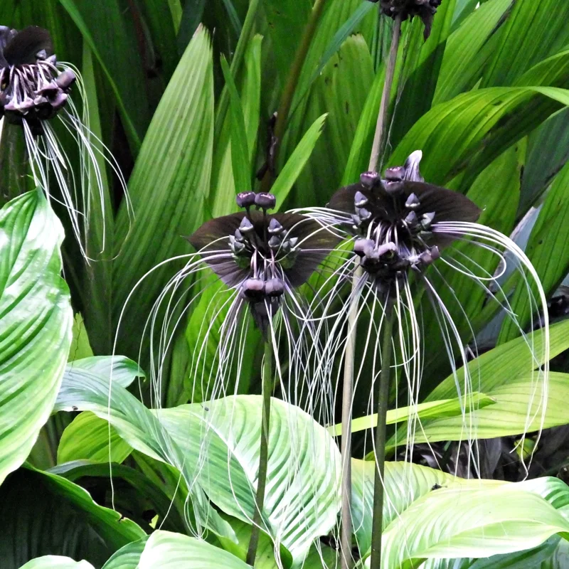2 Black Bat Flower Plants Black Tacca Plants, Tacca Black Bat Plants In 2 Inch Pot, Black Orchid Plants Flowering Tacca Plants