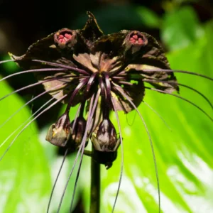 2 Black Bat Flower Plants Black Tacca Plants, Tacca Black Bat Plants In 2 Inch Pot, Black Orchid Plants Flowering Tacca Plants