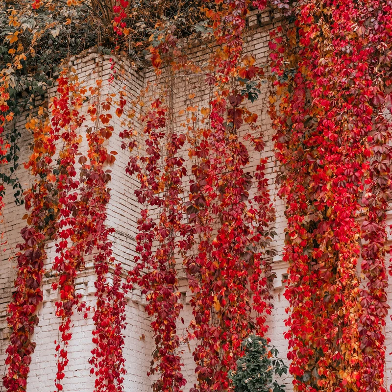 3 Virginia Creeper Ivy Plants - Live Perennial Vine Ground Cover for Outdoor Landscaping - 3 Bareroots