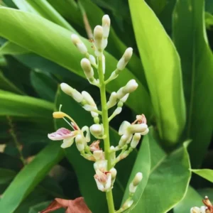 Set of 6 Large Ginger Plants Live, 4 to 7 Inches in Height, Galangal Plants, Live Ginger Plants, Ginger Live Plants for Garden, Ginger Starter Plant for Planting