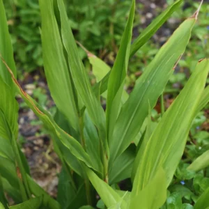 Set of 6 Large Ginger Plants Live, 4 to 7 Inches in Height, Galangal Plants, Live Ginger Plants, Ginger Live Plants for Garden, Ginger Starter Plant for Planting